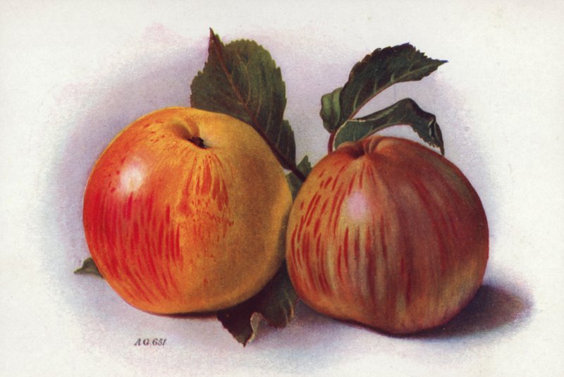 Culinaire appels door English School