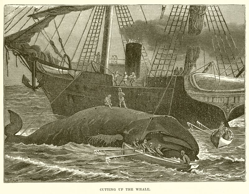 Het Slachten van de Walvis door English School