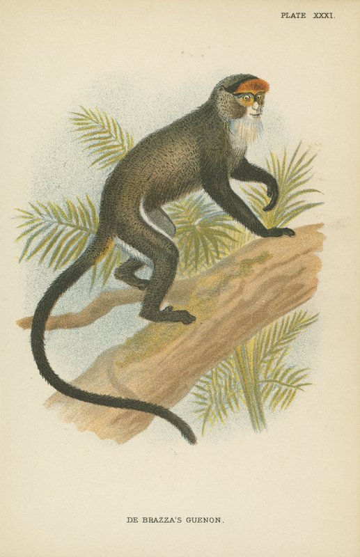 De Brazzas Guenon door English School