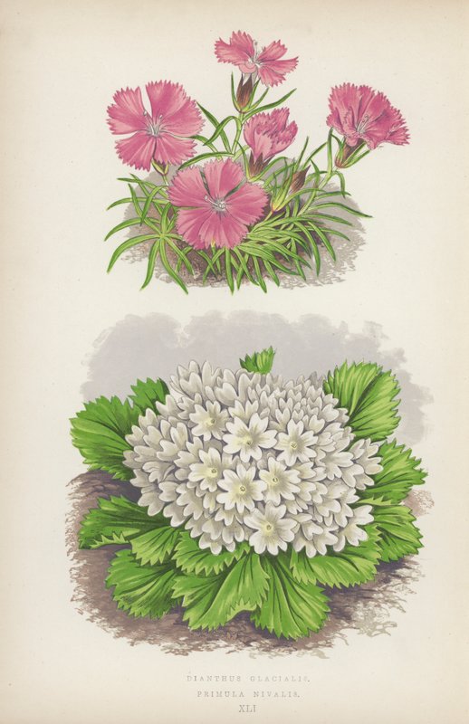 Dianthus Glacialis; Primula Nivalis (kleur litho) door English School