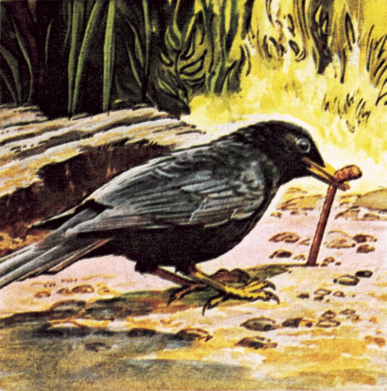 De vroege vogel vangt de worm door English School