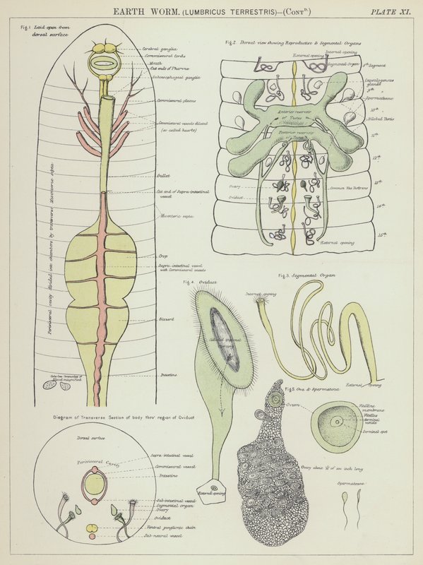 Aardworm, Lumbricus Terrestris door English School