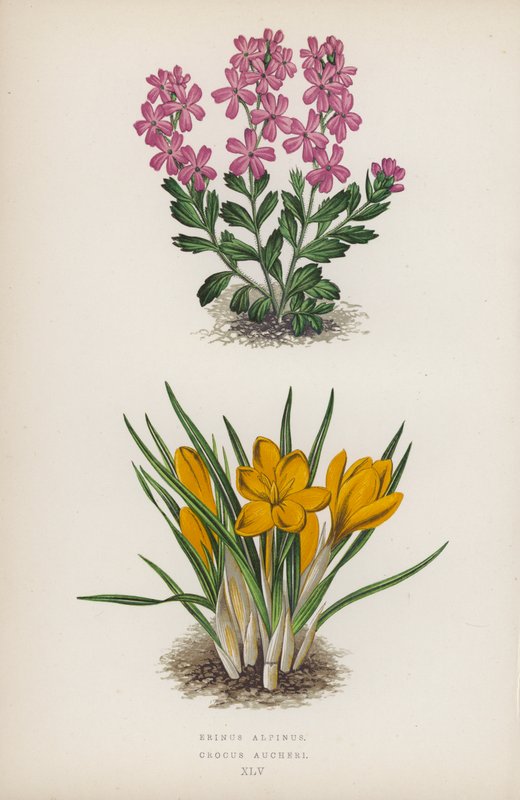 Erinus Alpinus; Crocus Aucheri door English School
