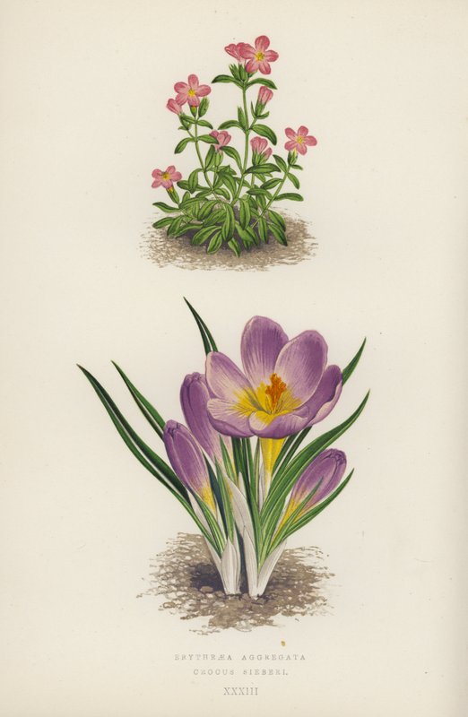 Erythraea Aggregata; Crocus Sieberi (kleur litho) door English School
