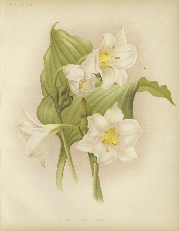 Eucharis sanderiana door English School