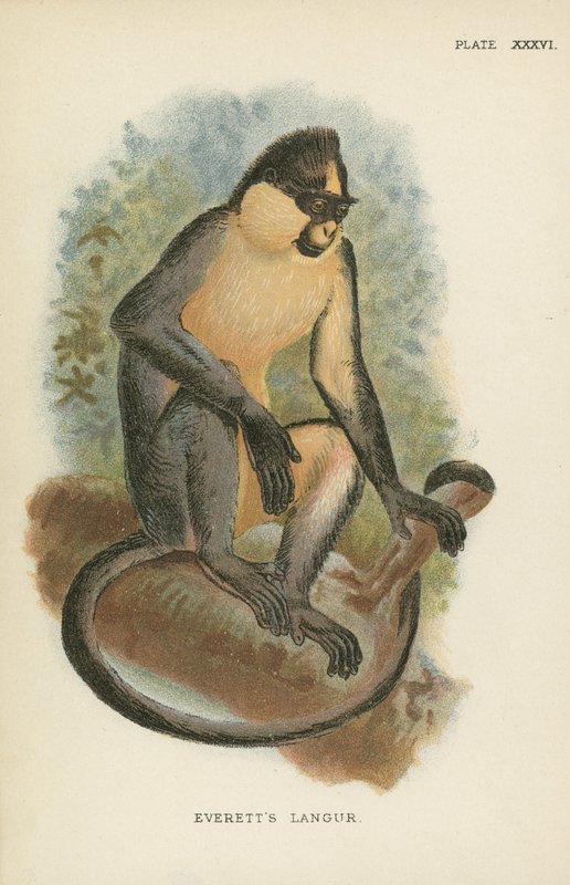 Everetts Langur door English School