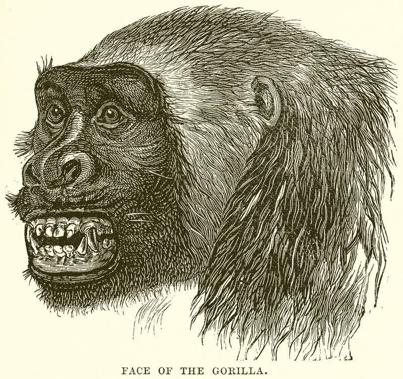 Gezicht van de gorilla door English School
