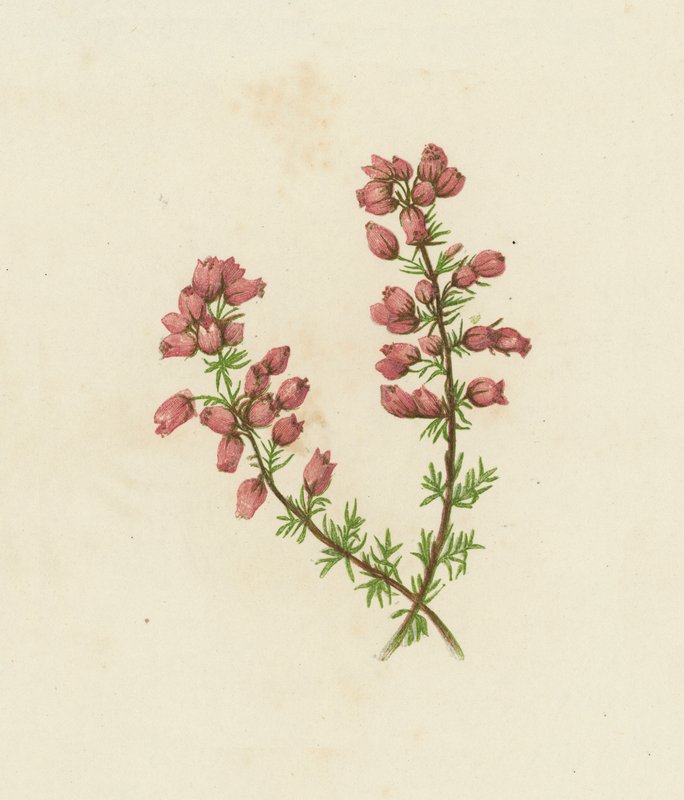Fijnbladige Heide, Erica Cinerea door English School