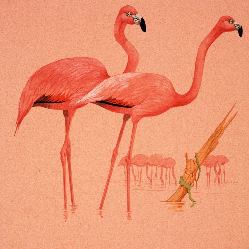 Flamingo