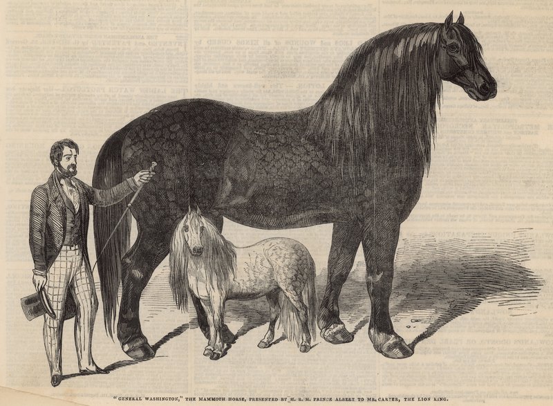 Generaal Washington, het mammoetpaard door English School