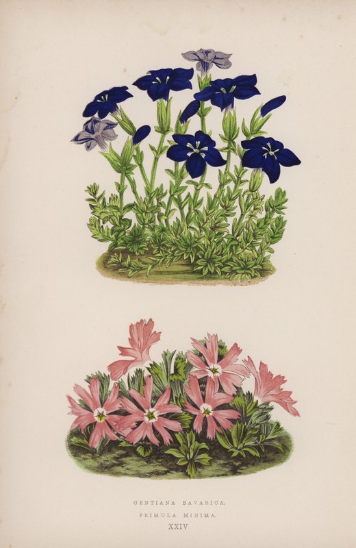 Gentiana Bavarica; Primula Minima (kleur litho) door English School