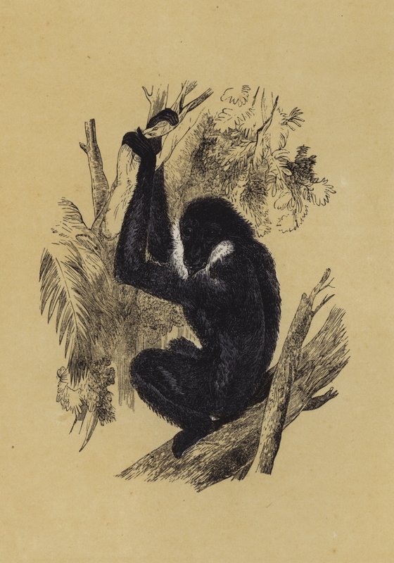 Gibbon door English School