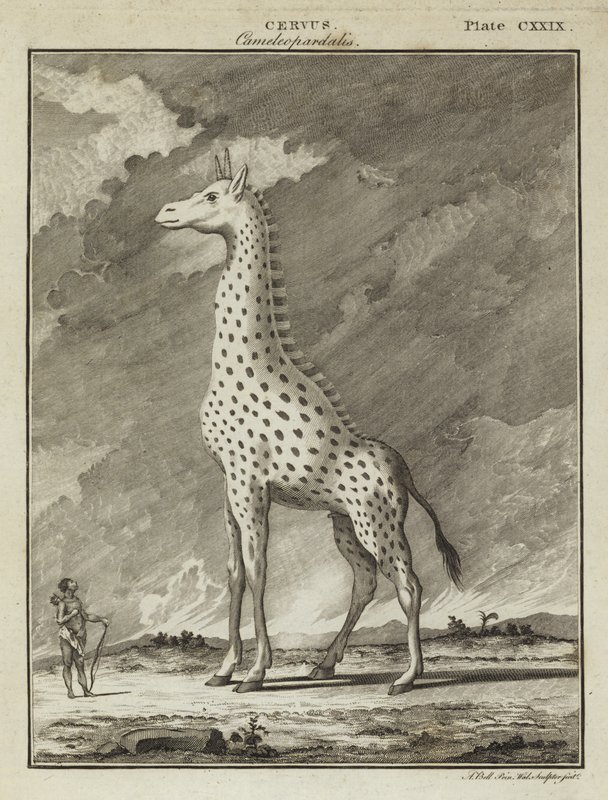Giraffe (Cervus camelopardalis) door English School