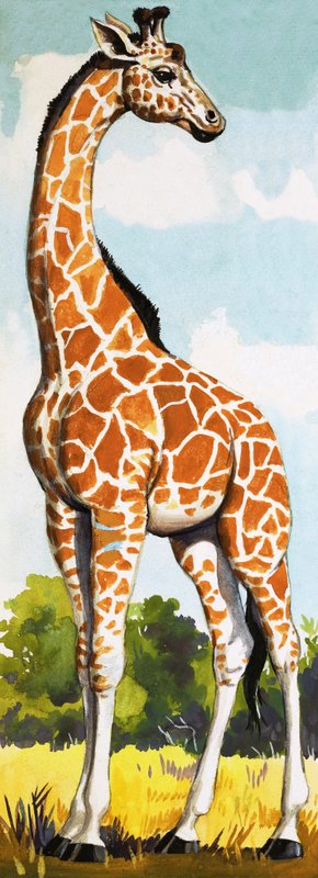 Giraffe door English School