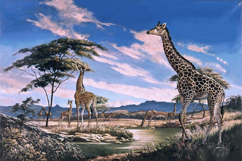 Giraffen in Afrika door English School