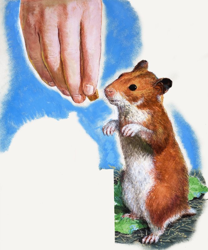 Gouden hamster door English School