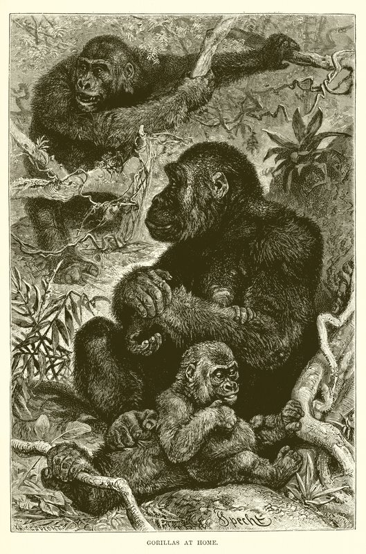 Gorilla