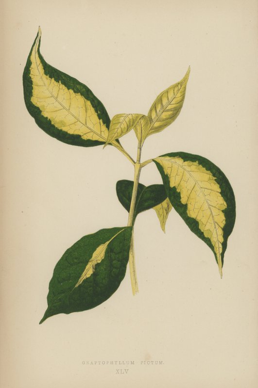 Graptophyllum Pictum door English School