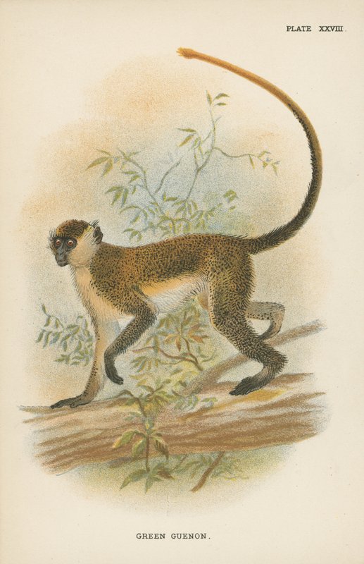 Groene Guenon door English School