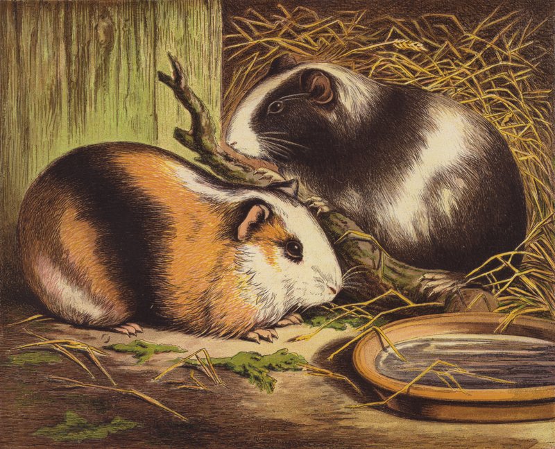 Cavia
