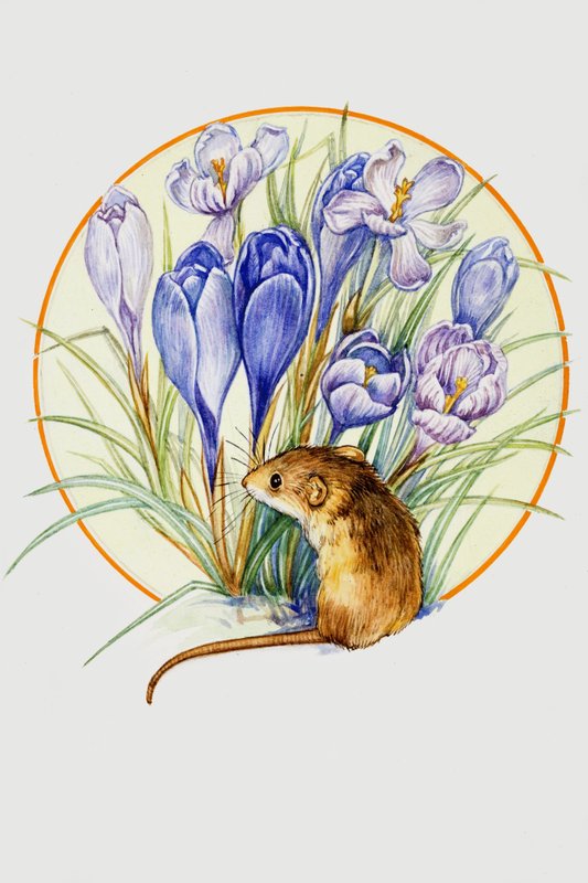Oogstmuis en Krokus door English School