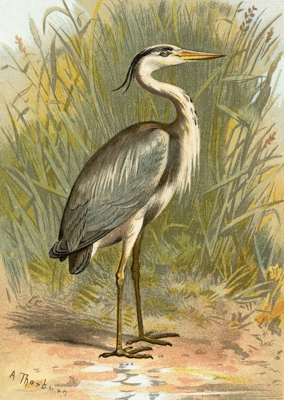Reiger door English School