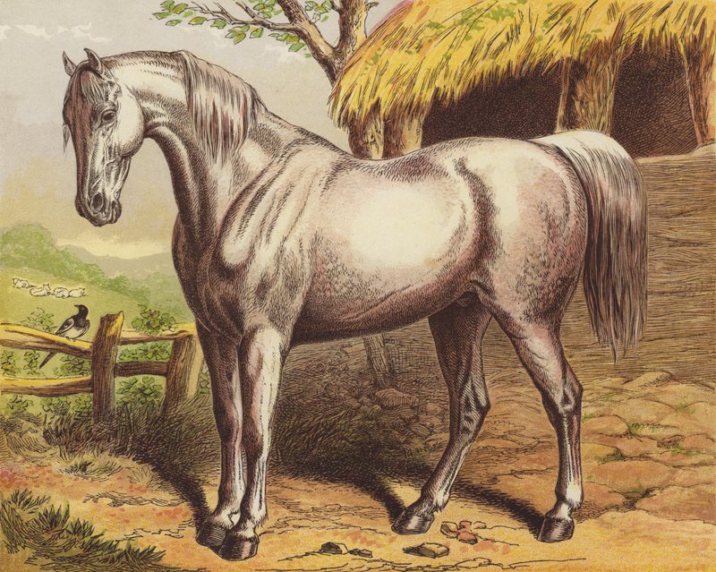 Paard door English School