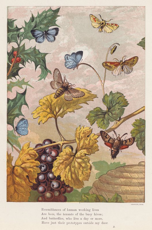 Insecten door English School