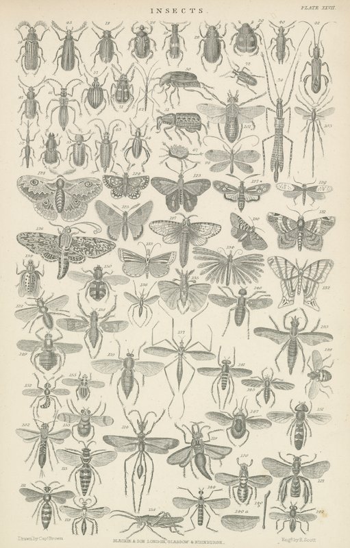 Insecten door English School