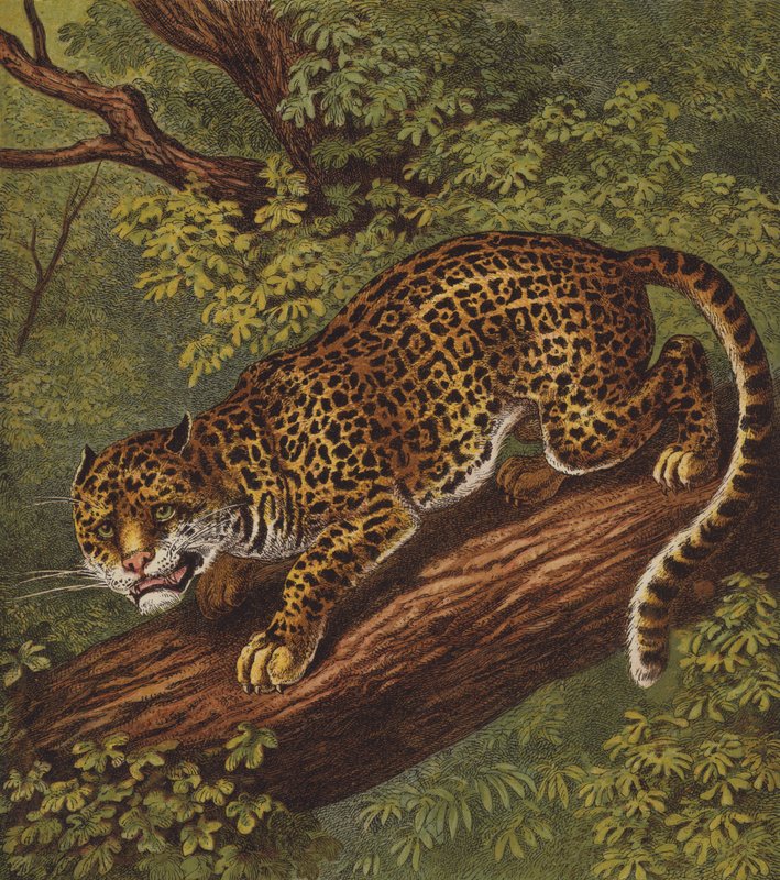 Jaguar door English School
