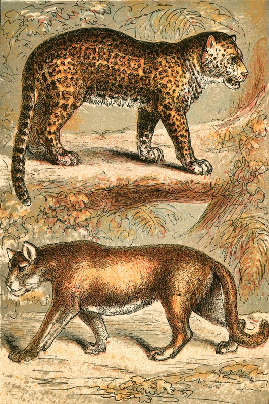 Jaguar en Puma door English School