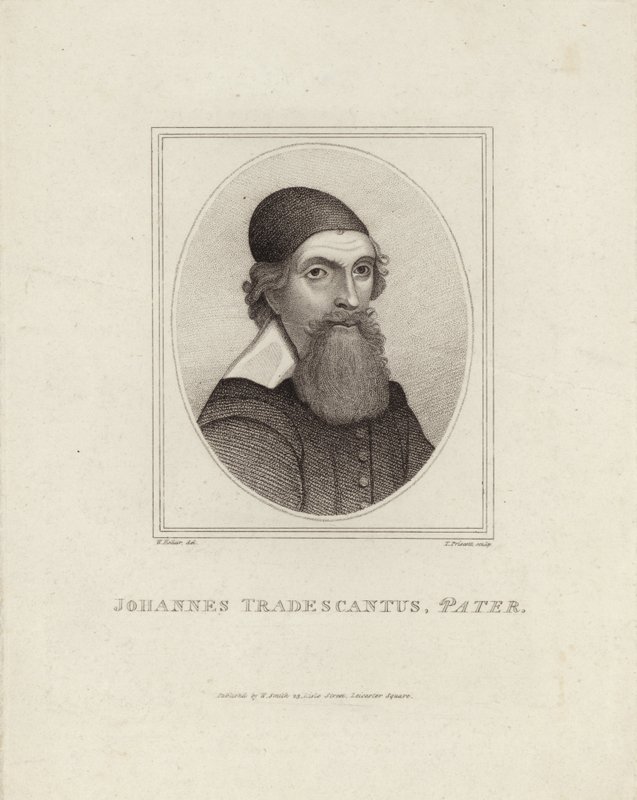 Johannes Tradescantus Pater door English School