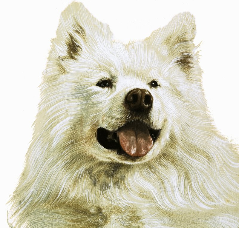 Keeshond door English School