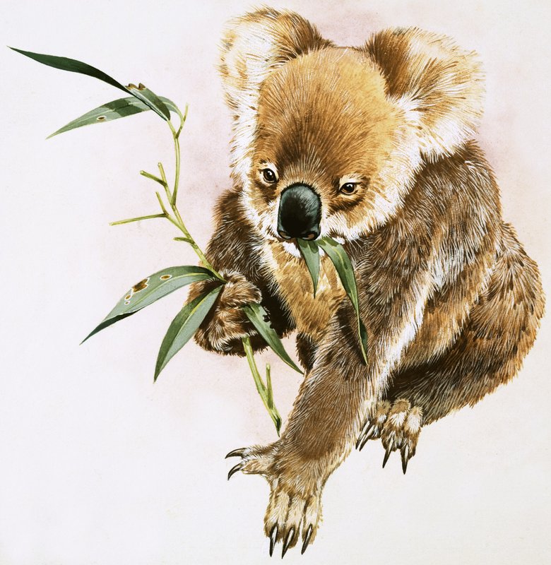 Koala door English School