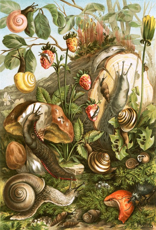 Landmollusken door English School