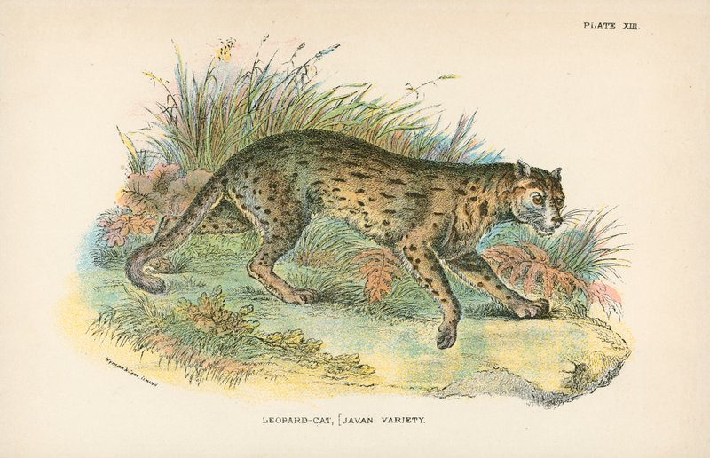 Luipaardkat, [Javaanse variëteit] door English School
