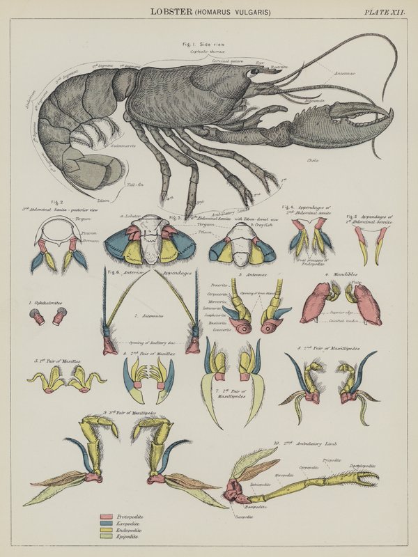 Kreeft, Homarus Vulgaris door English School