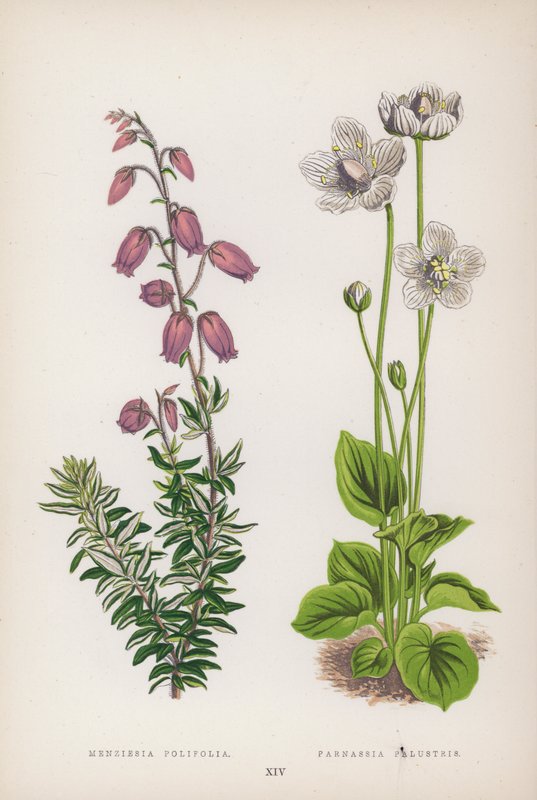Menziesia Polifolia; Parnassia Palustris door English School