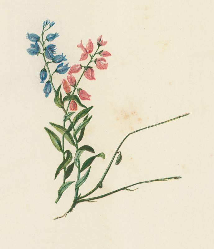 Melkwortel, Polygala Vulgaris door English School