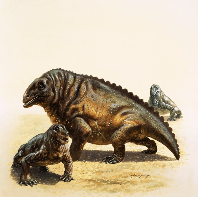 Moschops door English School