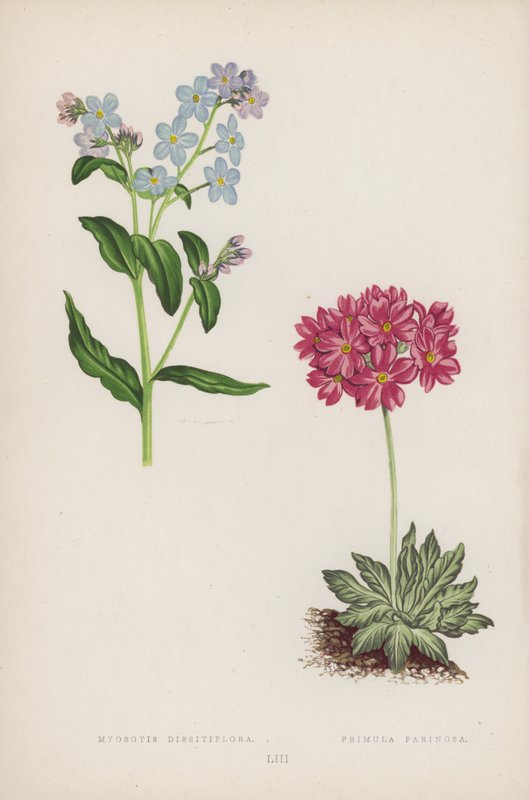 Myosotis Dissitiflora; Primula Farinosa (kleur litho) door English School