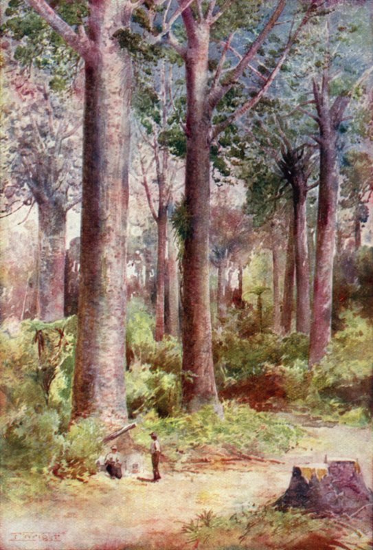 Nieuw-Zeeland: Kauri (kleurenlitho) door English School