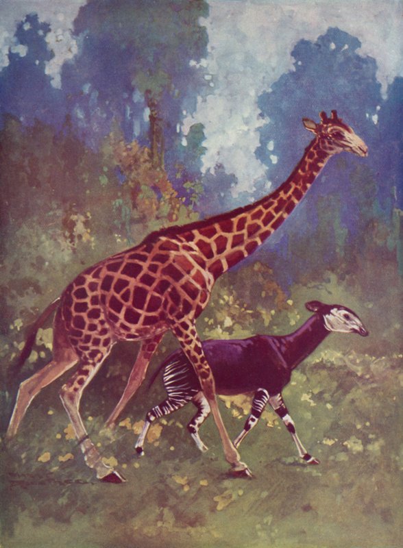Okapi en giraffe door English School