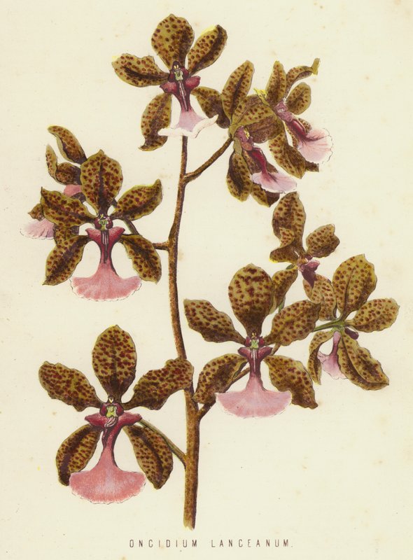 Oncidium Lanceanum door English School