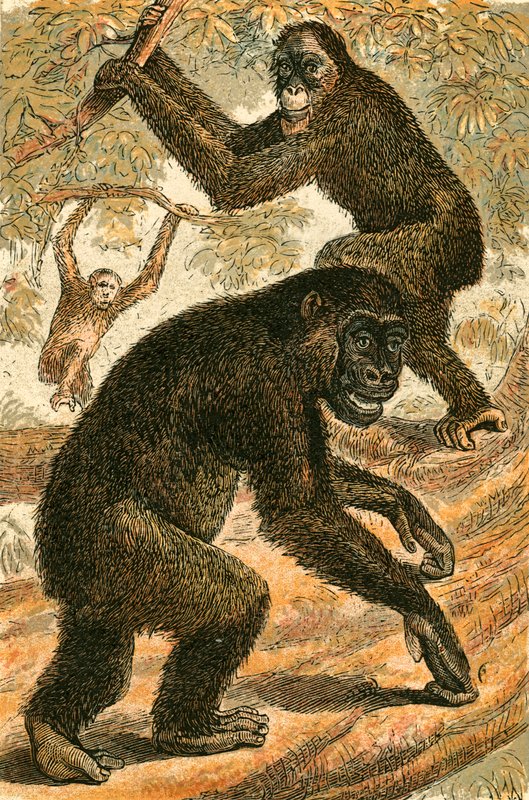 Orang-Oetang en Gorilla door English School