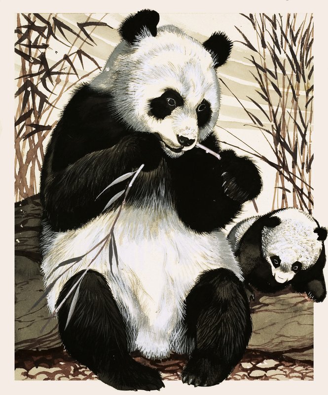 Panda en welp door English School