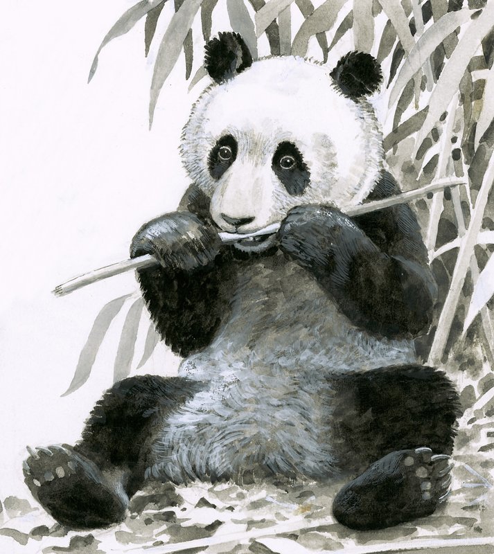Panda die bamboe kauwt door English School