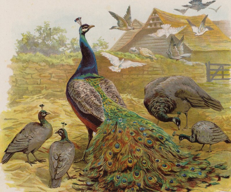 Pauwen op een boerenerf (kleur litho) door English School