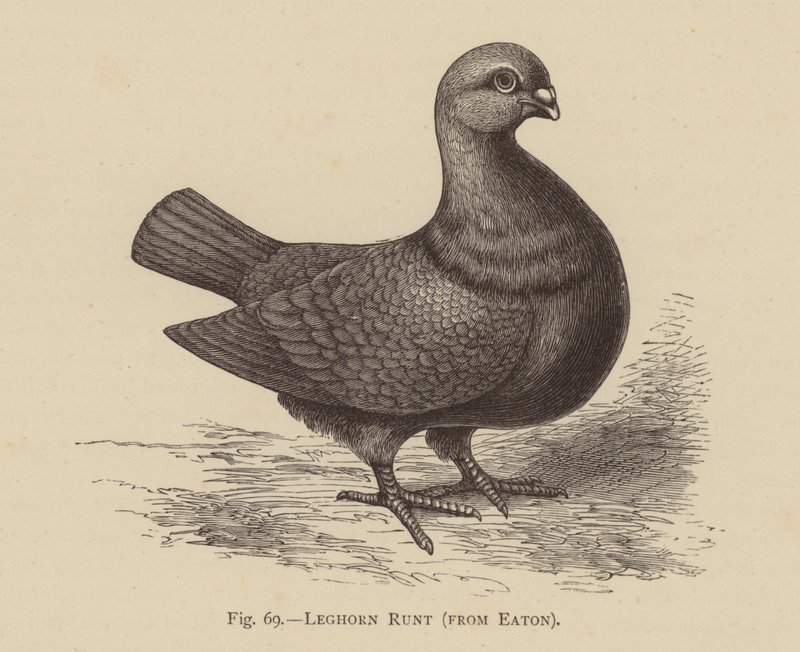Duiven: Leghorn Runt, van Eaton door English School