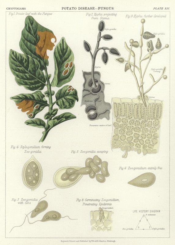 Aardappelziekte, Schimmel door English School